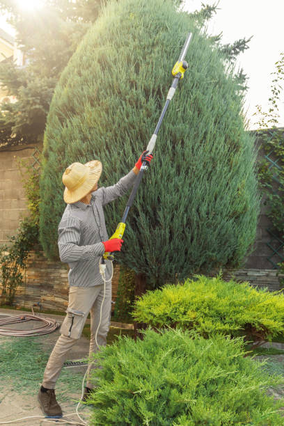 Best Tree Trimming and Pruning  in , IN